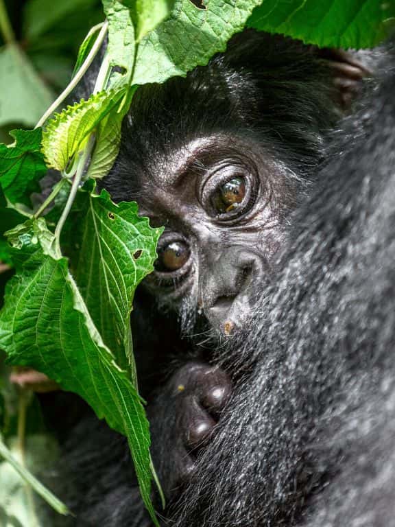 Gorilla Trekking in Uganda