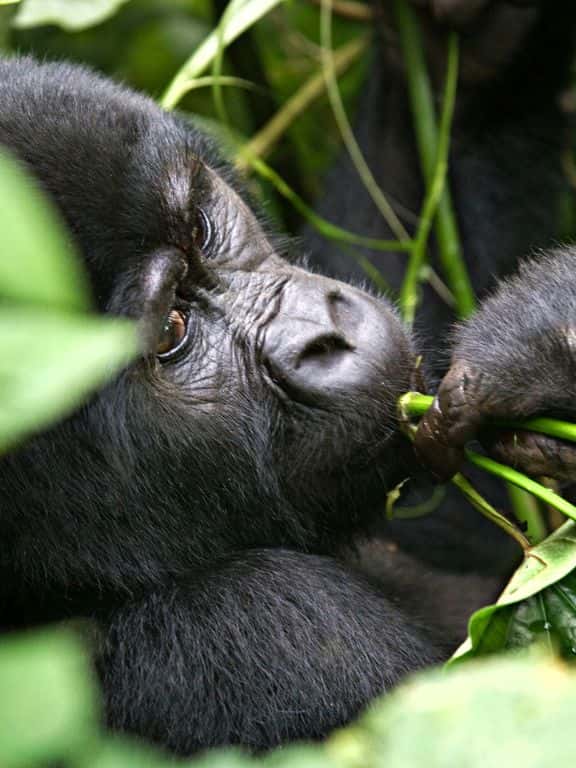 Gorillas in Uganda