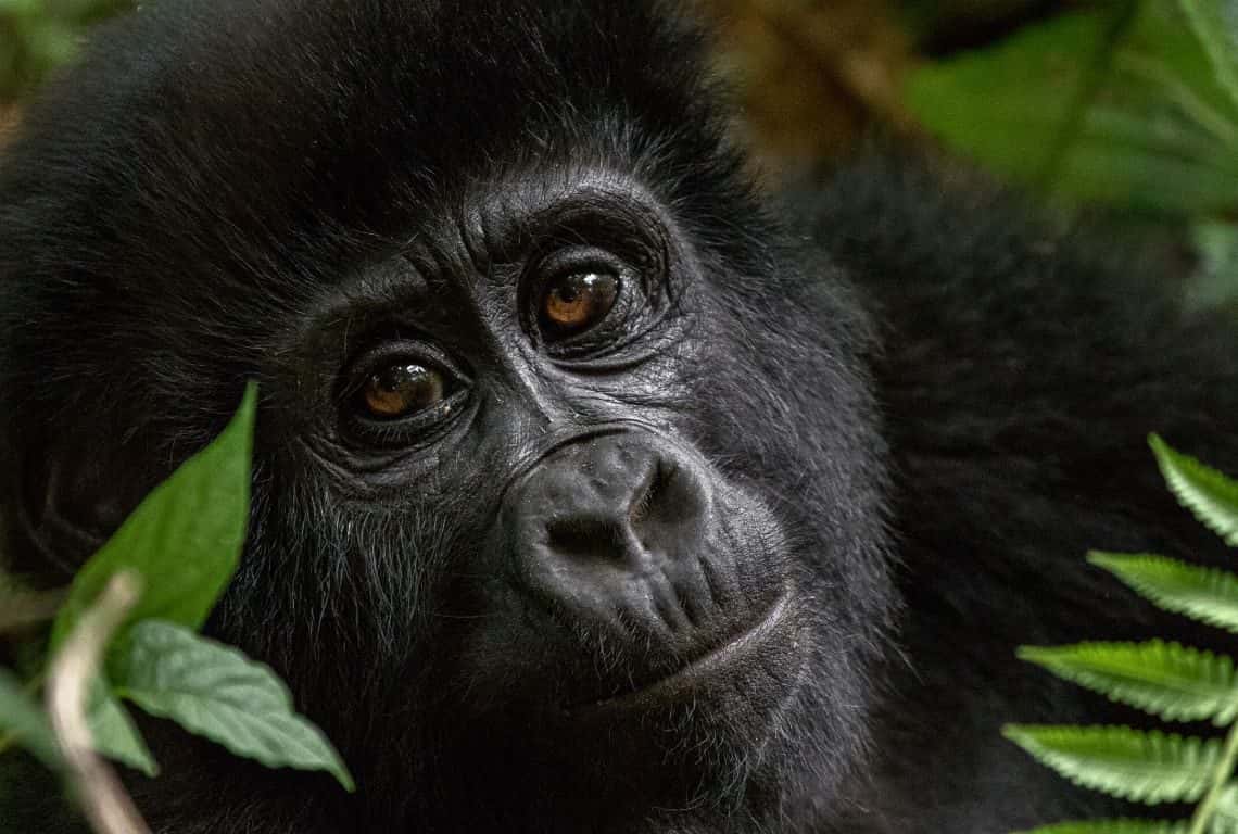 Gorillas in Uganda