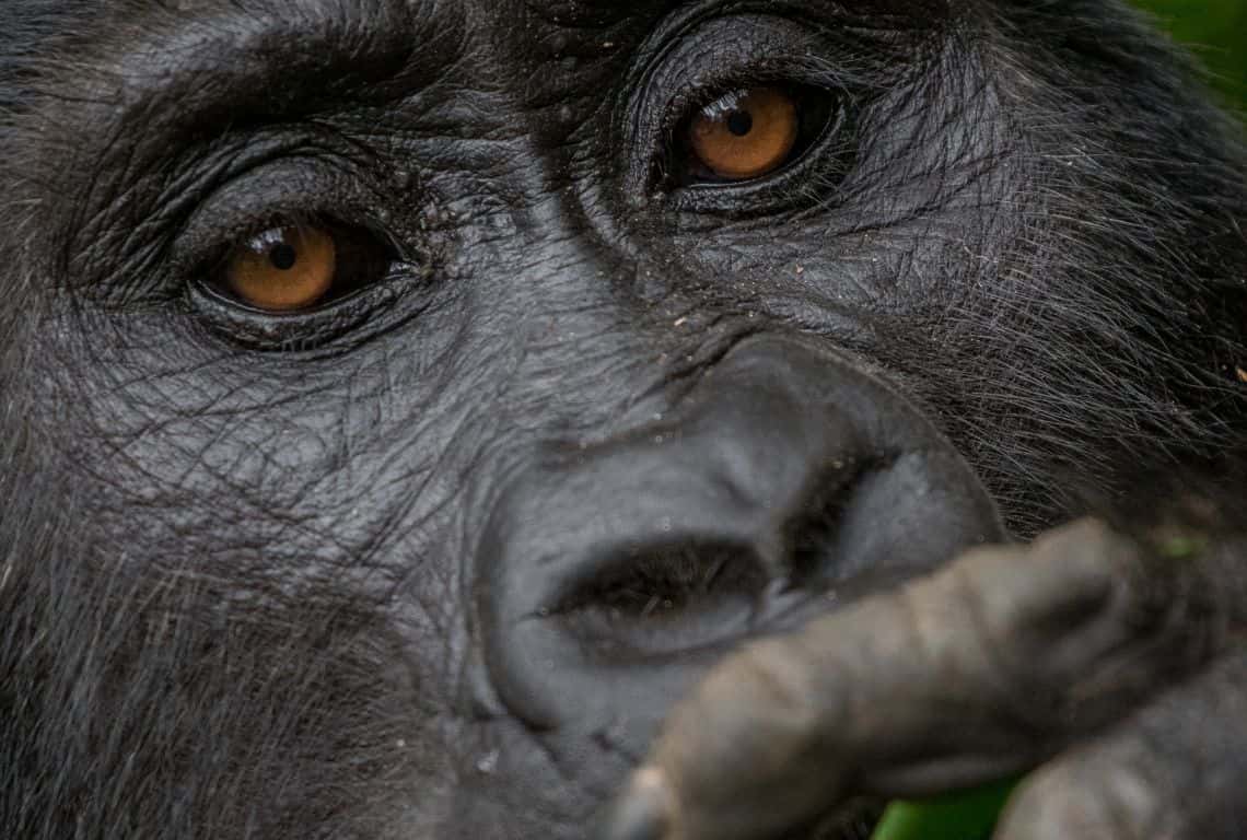 Gorillas in Uganda