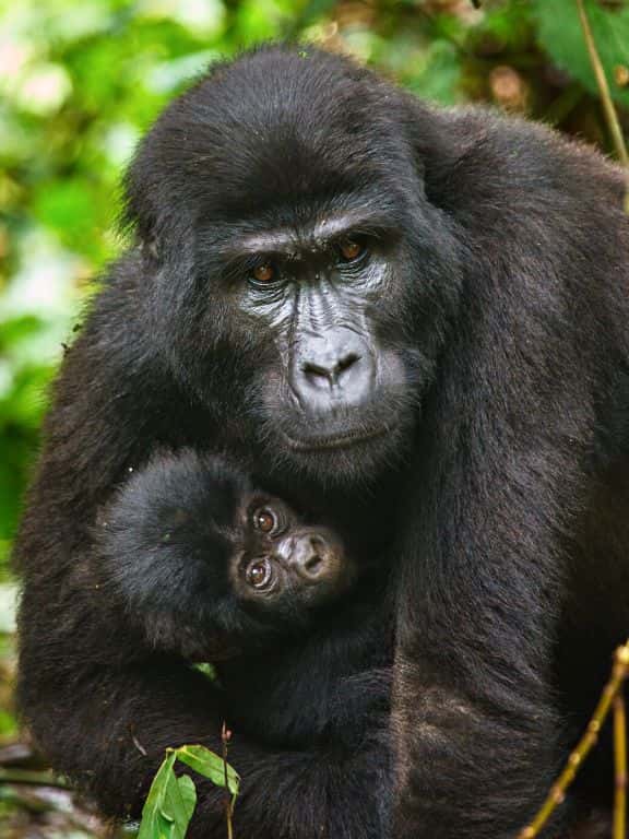 Tips for Gorilla Trekking in Uganda Tips for Gorilla Trekking in Uganda