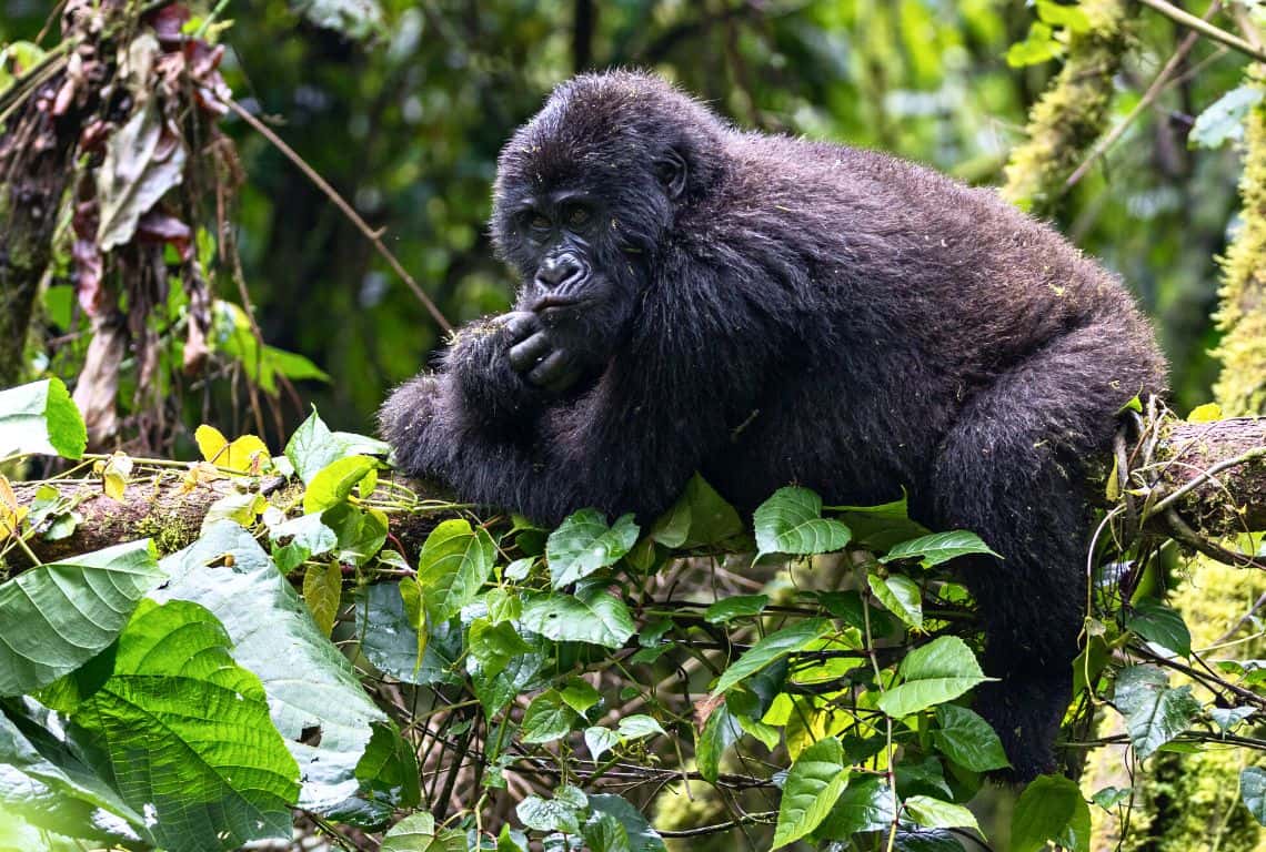 Facts About Mountain Gorillas