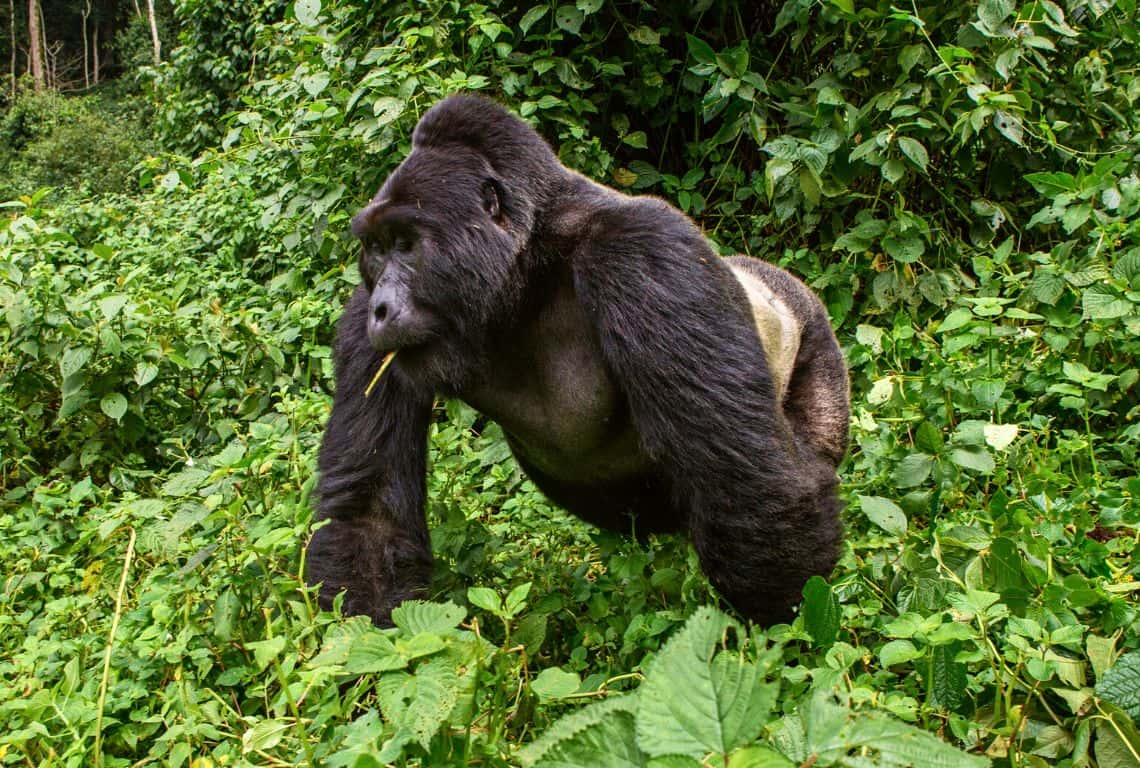 Tips for Gorilla Trekking in Uganda Tips for Gorilla Trekking in Uganda