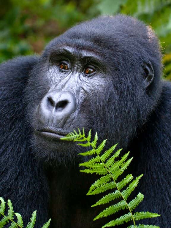 Tips for Gorilla Trekking in Uganda