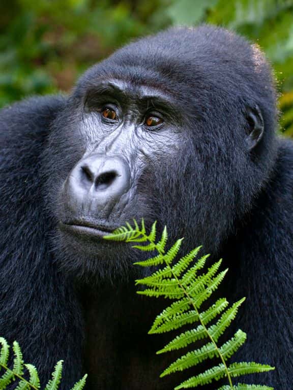 Tips for Gorilla Trekking in Uganda Tips for Gorilla Trekking in Uganda