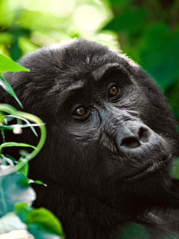 Gorillas in Uganda