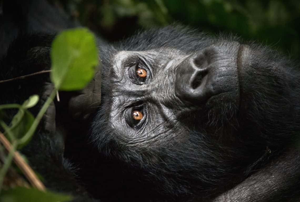 Facts About Gorillas in Uganda