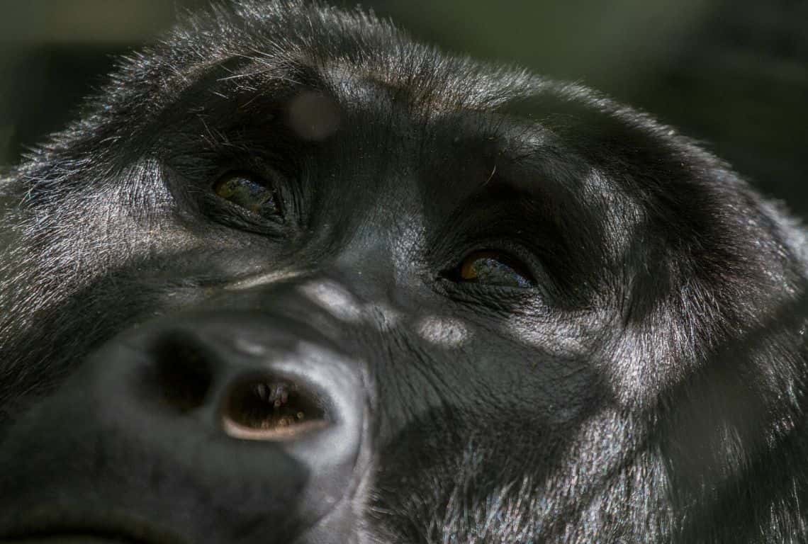 Facts About Gorillas in Uganda