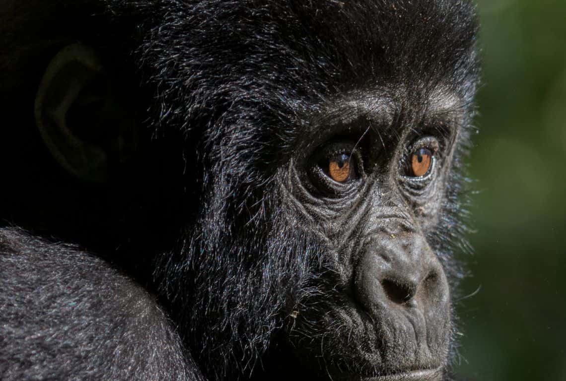 Mountain Gorillas in Uganda