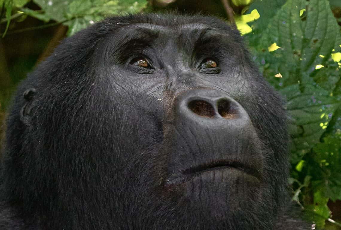 Facts About Mountain Gorillas