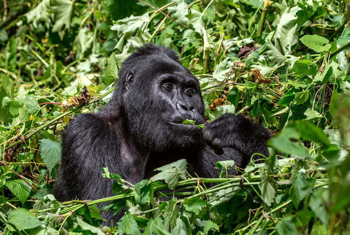 Tips for Gorilla Trekking in Uganda Gorilla Trekking in Uganda