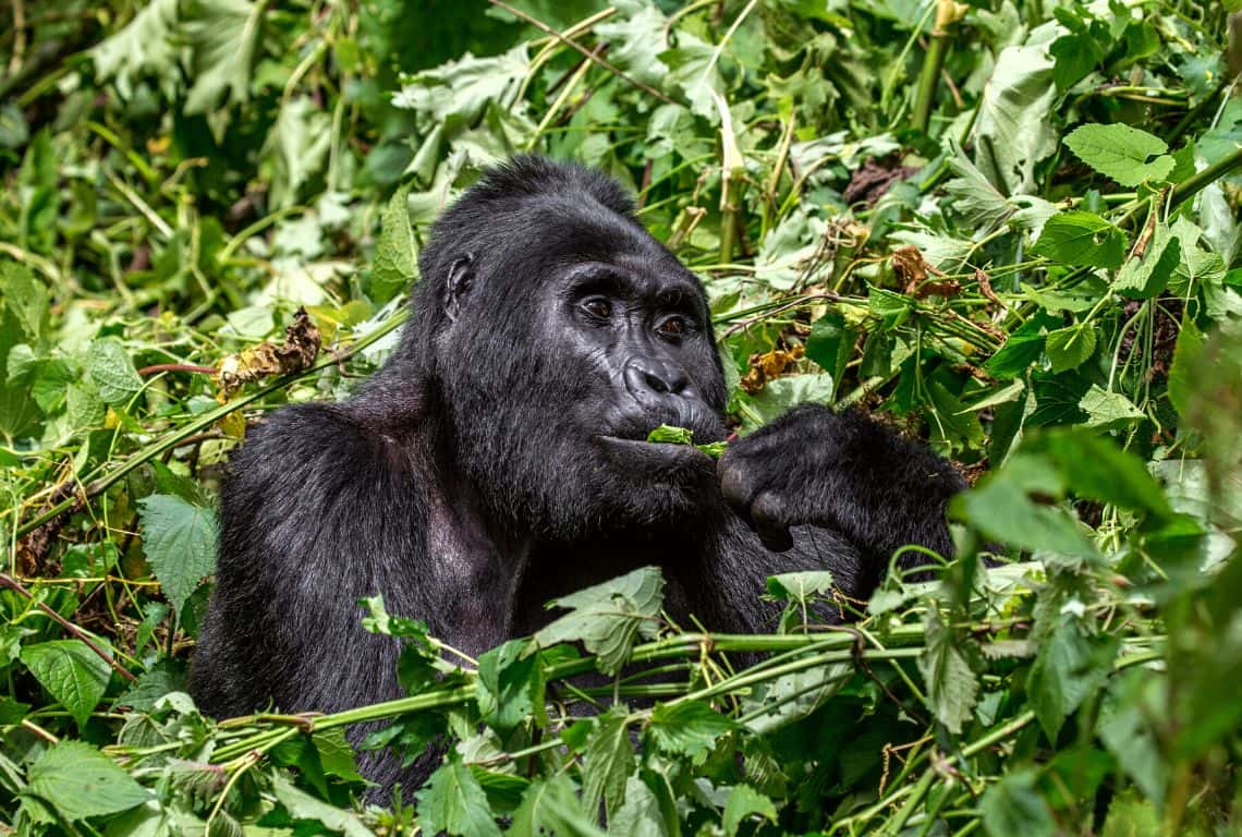 Gorilla Trekking in Uganda