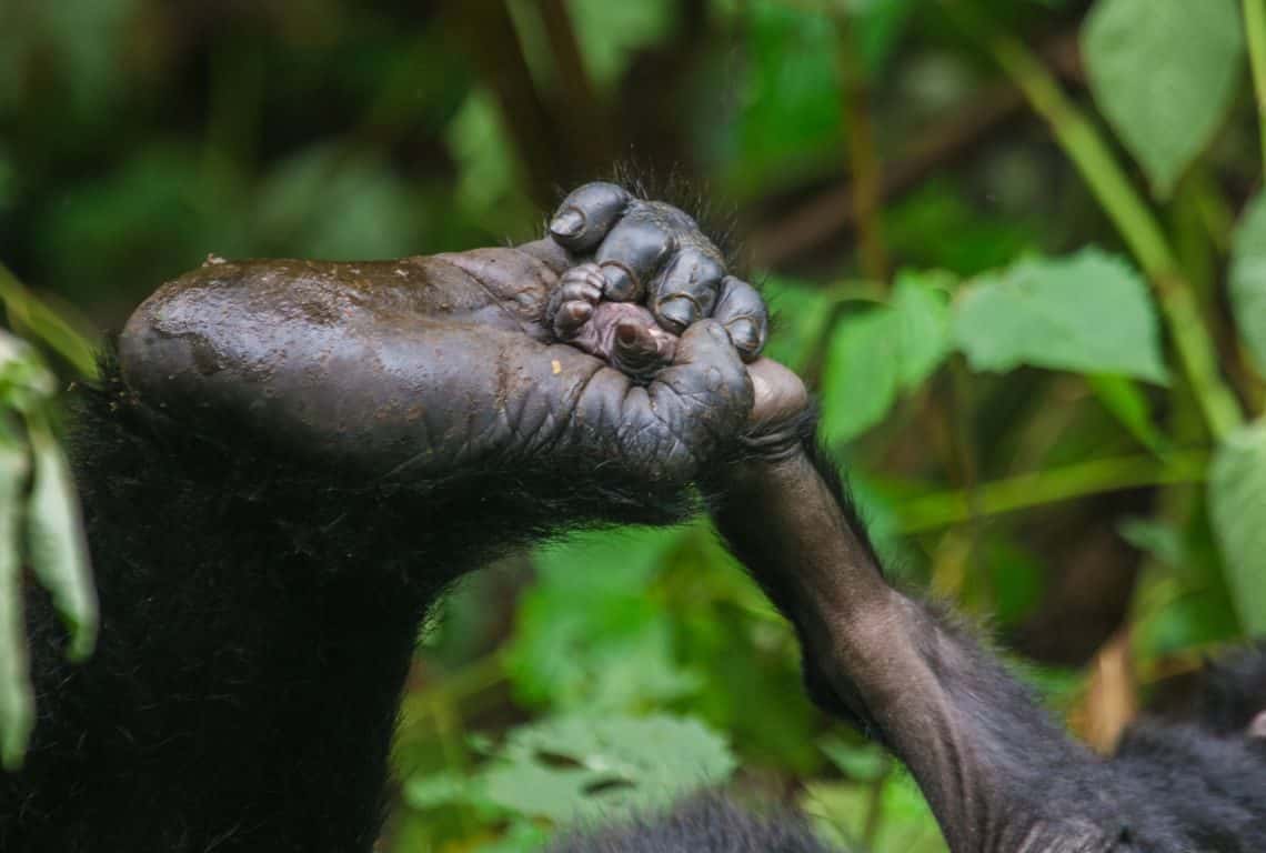 Gorillas in Uganda