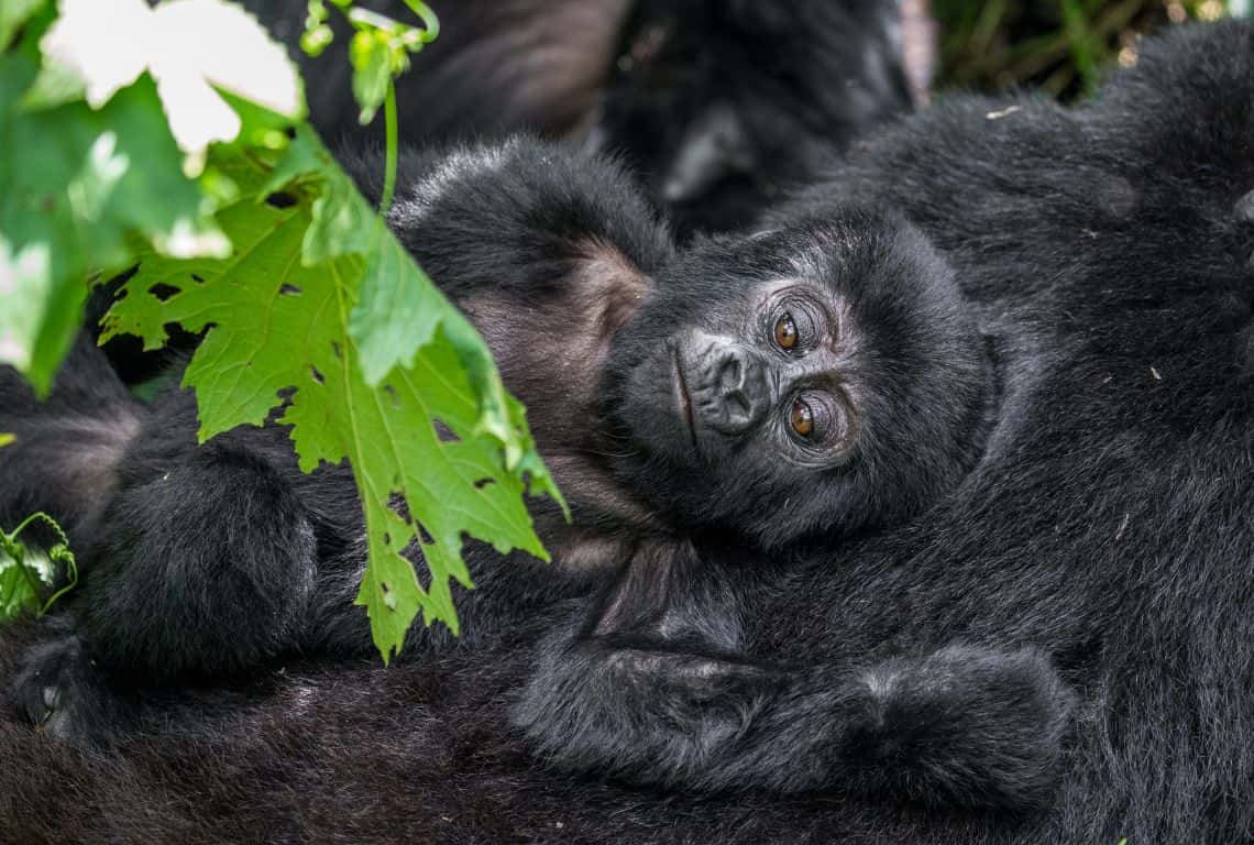 Gorillas in Uganda