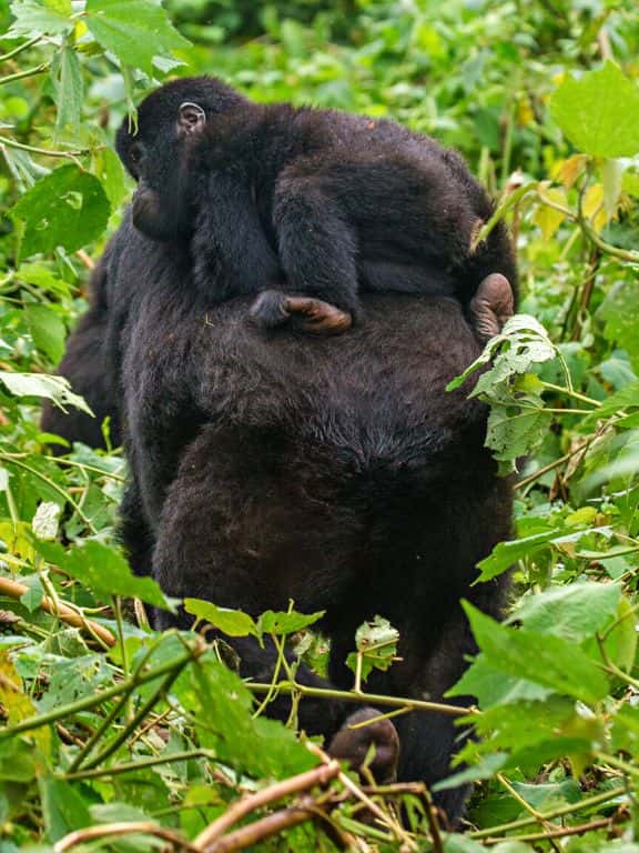 Tips for Gorilla Trekking in Uganda Tips for Gorilla Trekking in Uganda