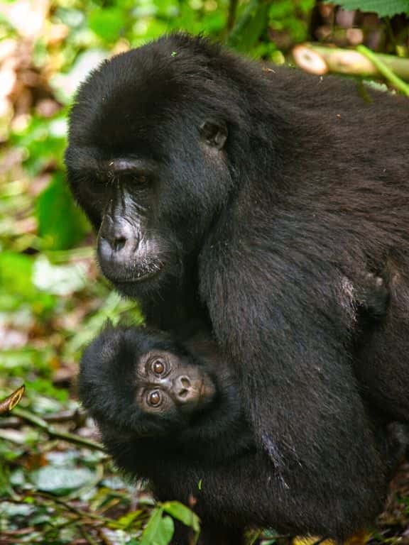 Gorillas in Uganda