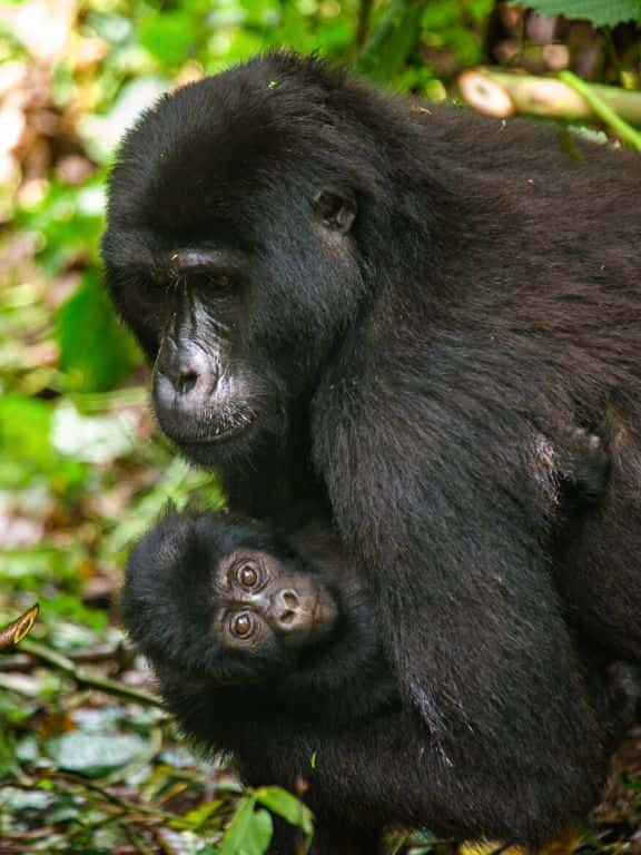 Tips for Gorilla Trekking in Uganda Gorillas in Uganda