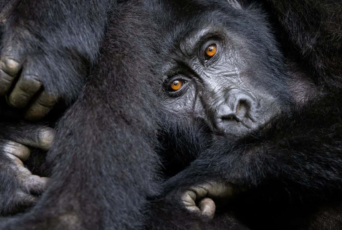 Facts About Gorillas