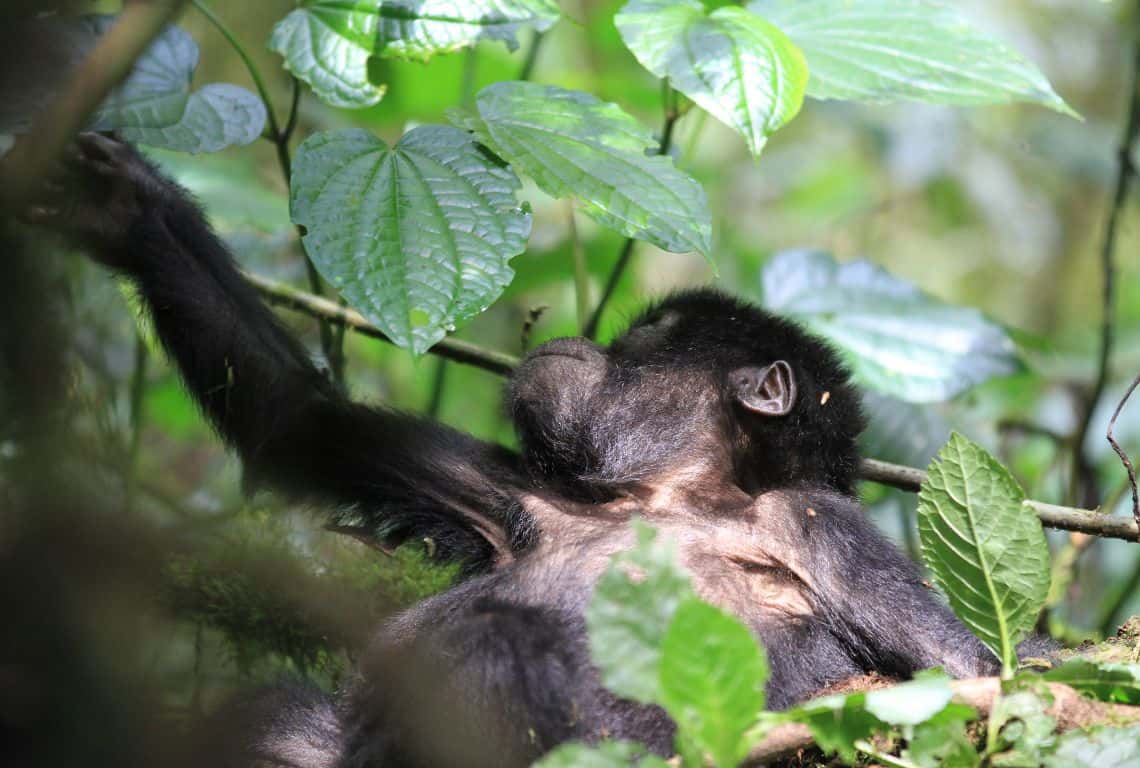 Facts About Mountain Gorillas