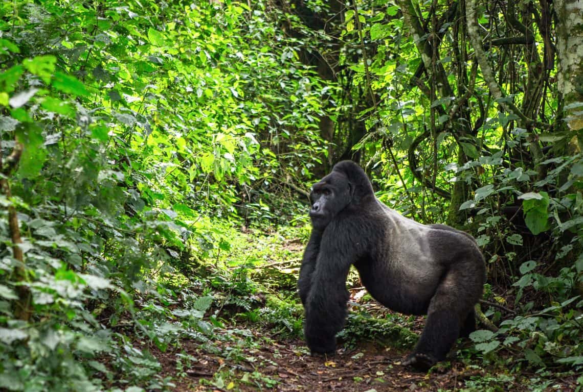 Gorillas in Uganda