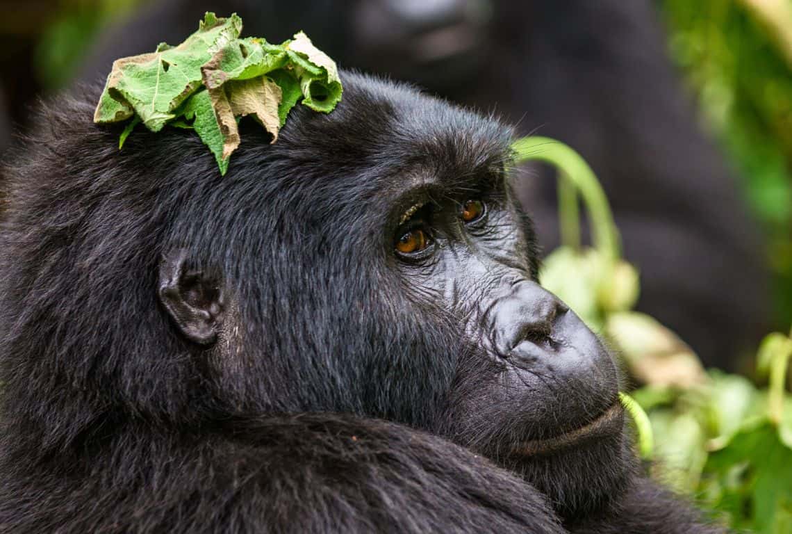 How to Photograph Gorillas in Uganda