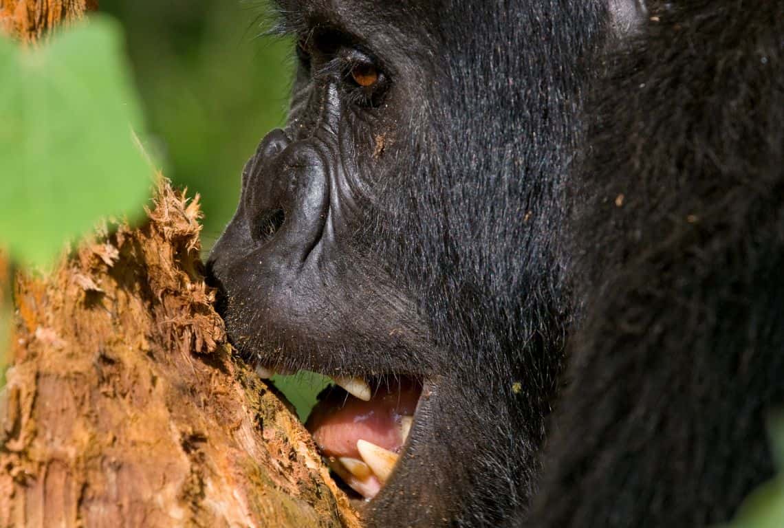 Gorillas in Uganda