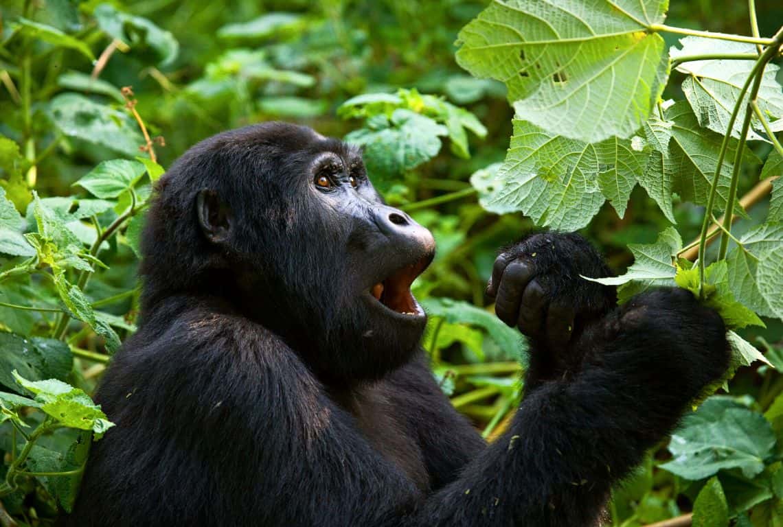 How to Photograph Gorillas in Uganda