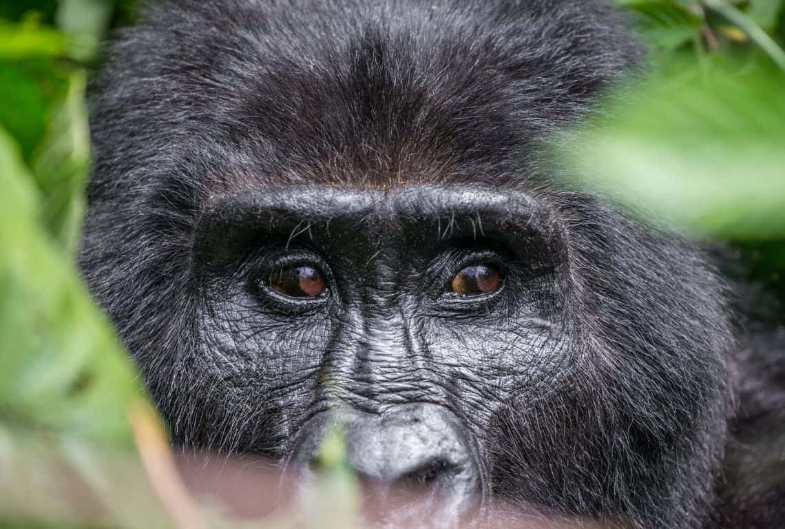 Gorillas in Uganda