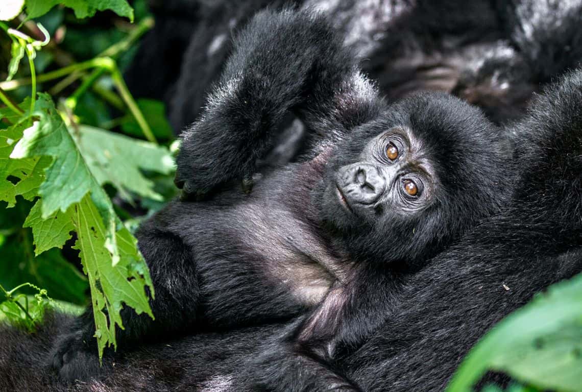 Gorillas in Uganda