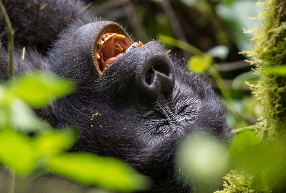 Gorillas in Uganda