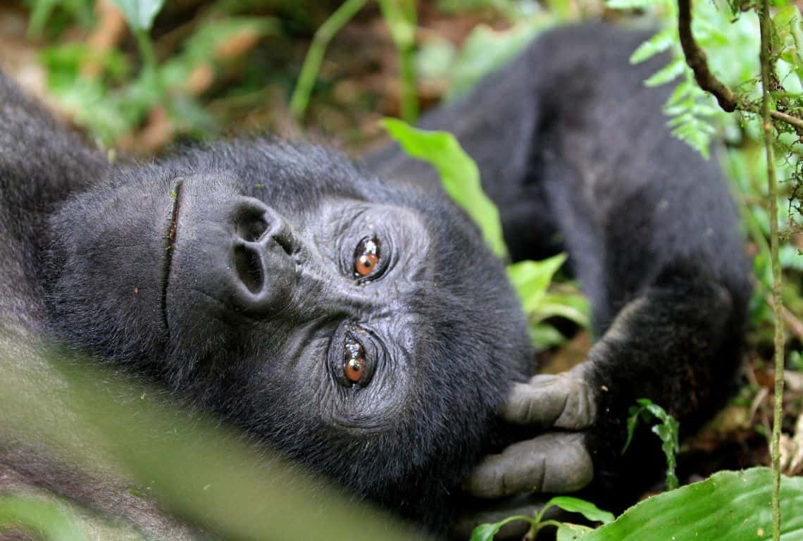 How to Photograph Gorillas in Uganda