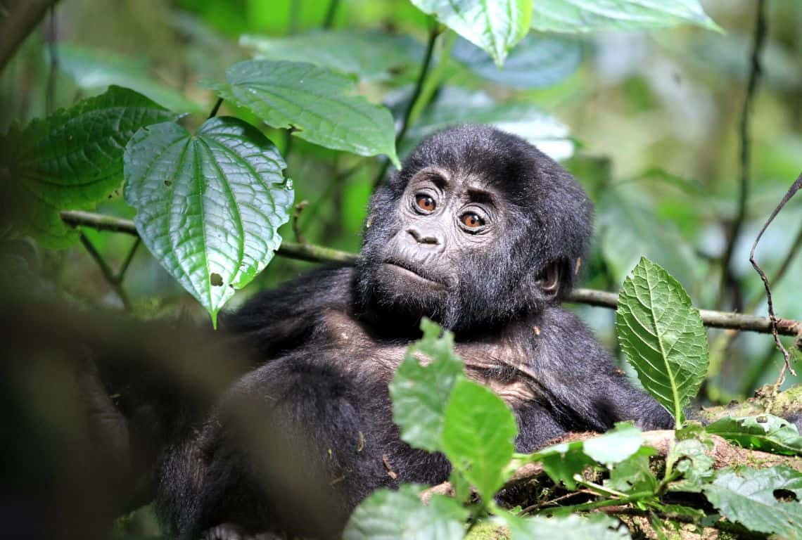 Gorillas in Uganda