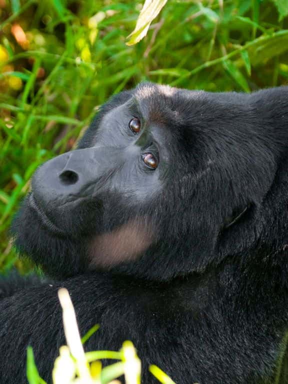 Gorillas in Uganda