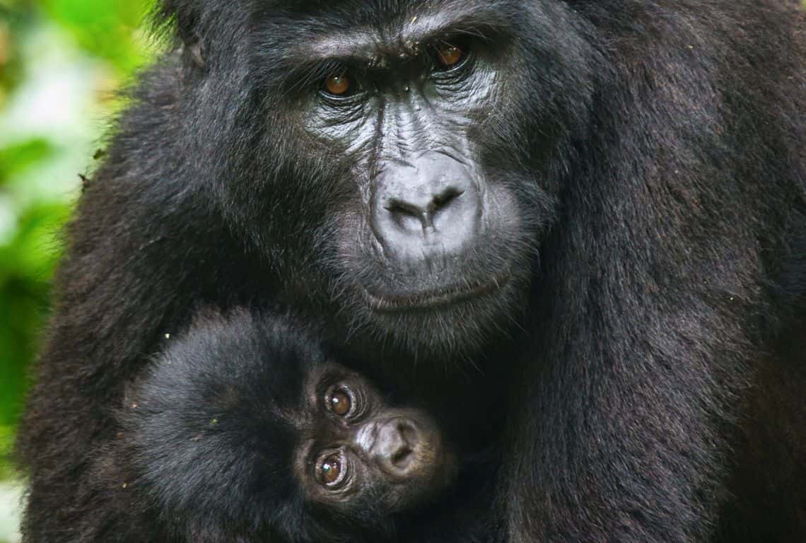 Gorillas in Uganda