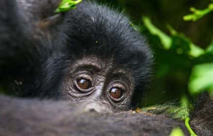 Tips for Gorilla Trekking in Uganda