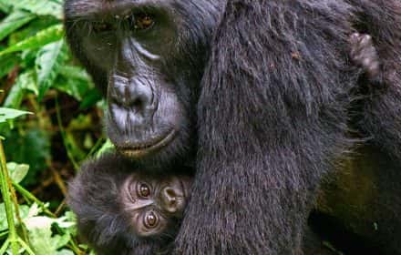 How to Photograph Gorillas in Uganda