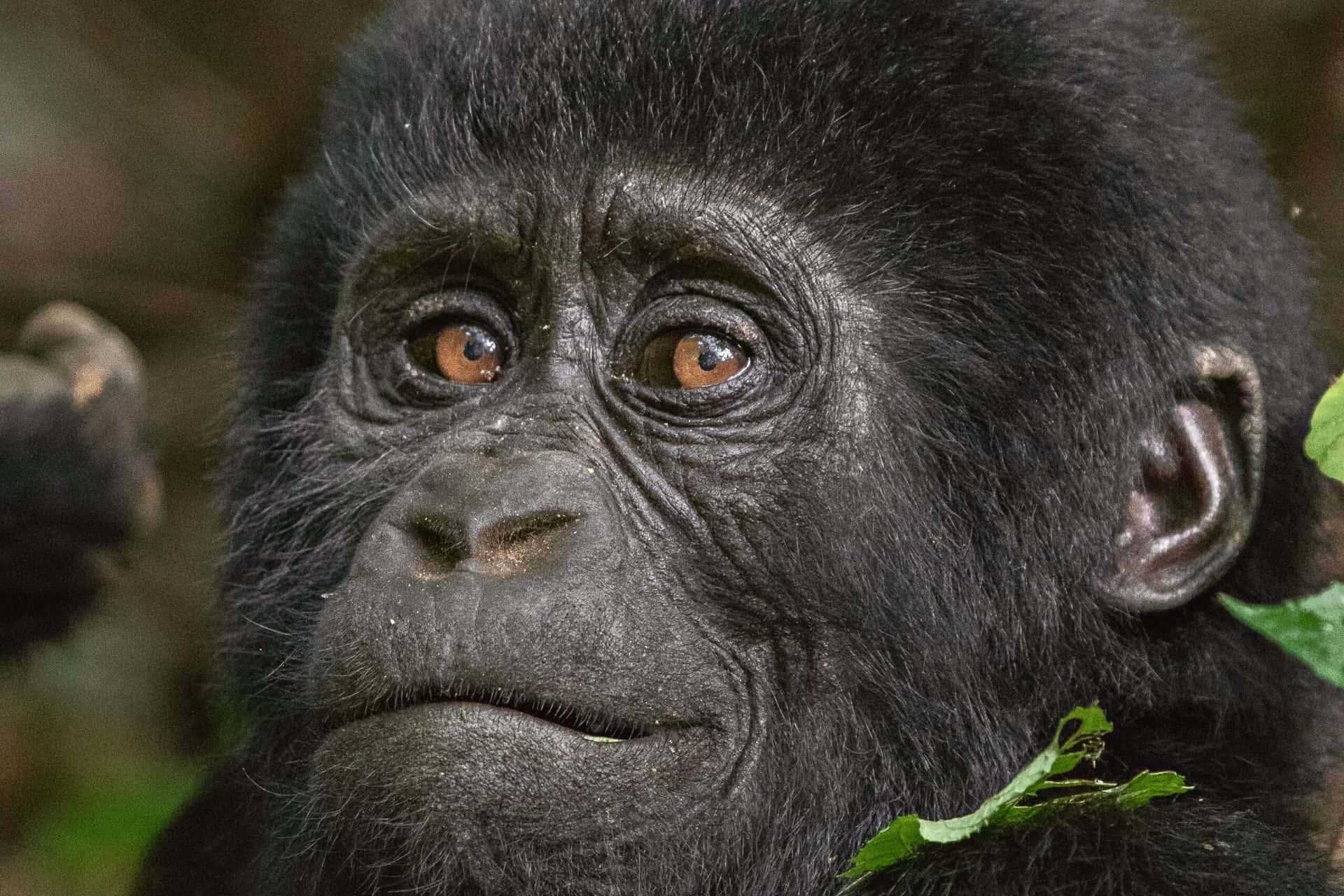 Facts About Mountain Gorillas