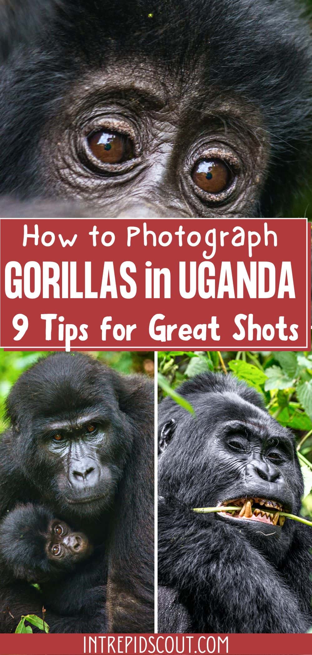 How to Photograph Gorillas in Uganda