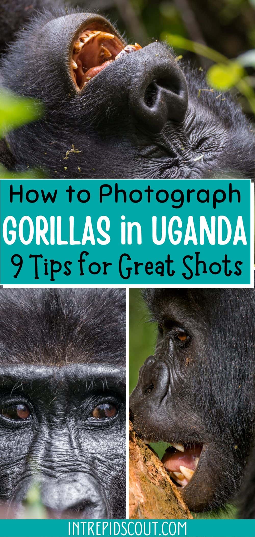 How to Photograph Gorillas in Uganda