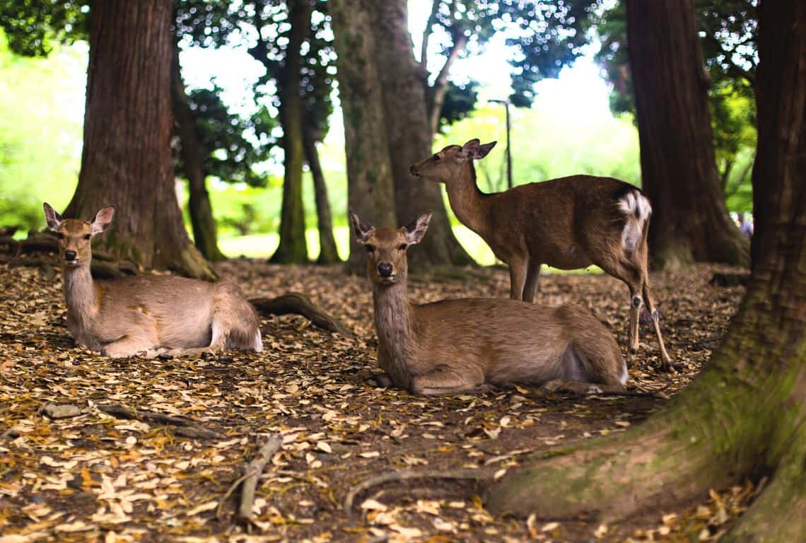 Day Trips from Kyoto Nara Deer Park