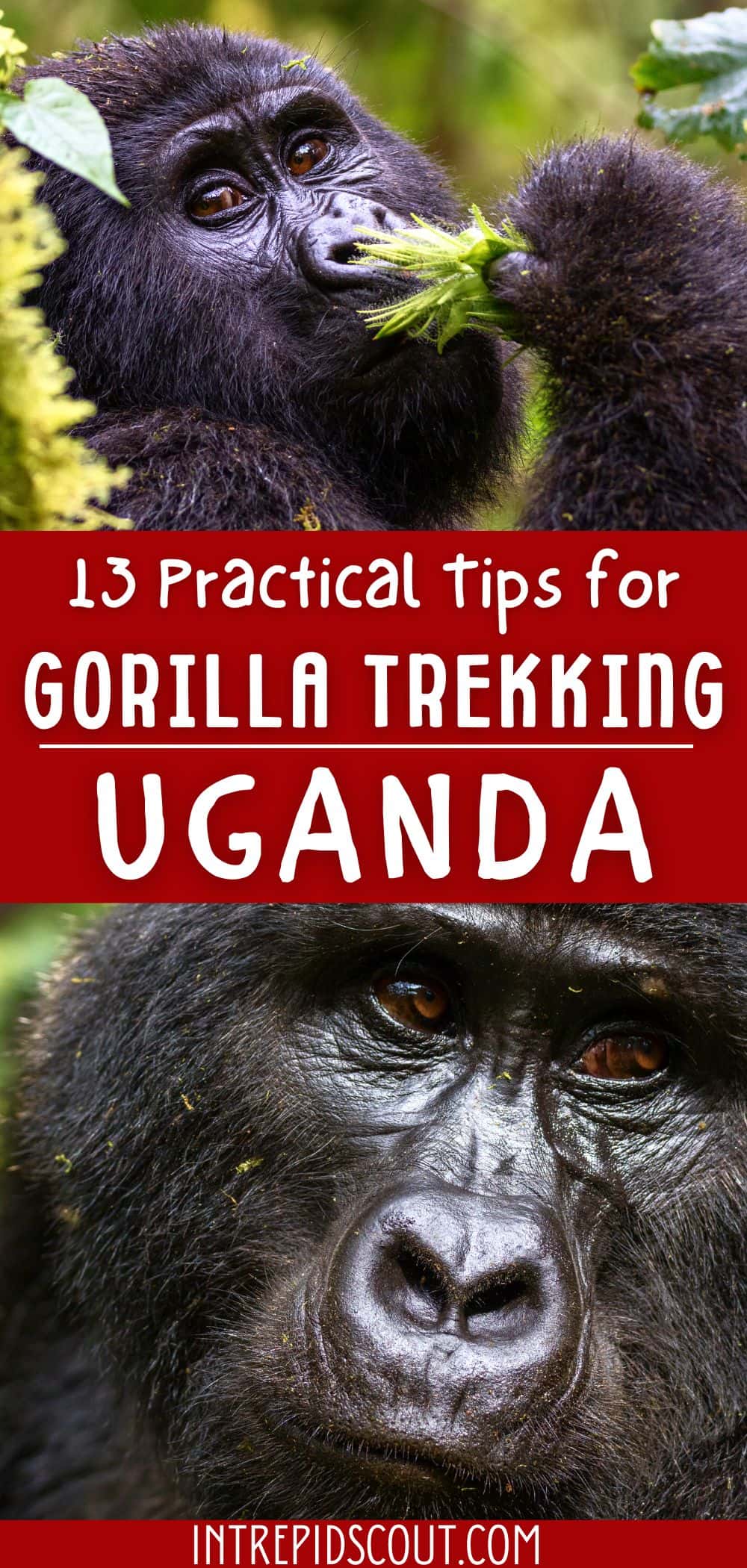 Tips for Gorilla Trekking in Uganda Tips for Gorilla Trekking in Uganda