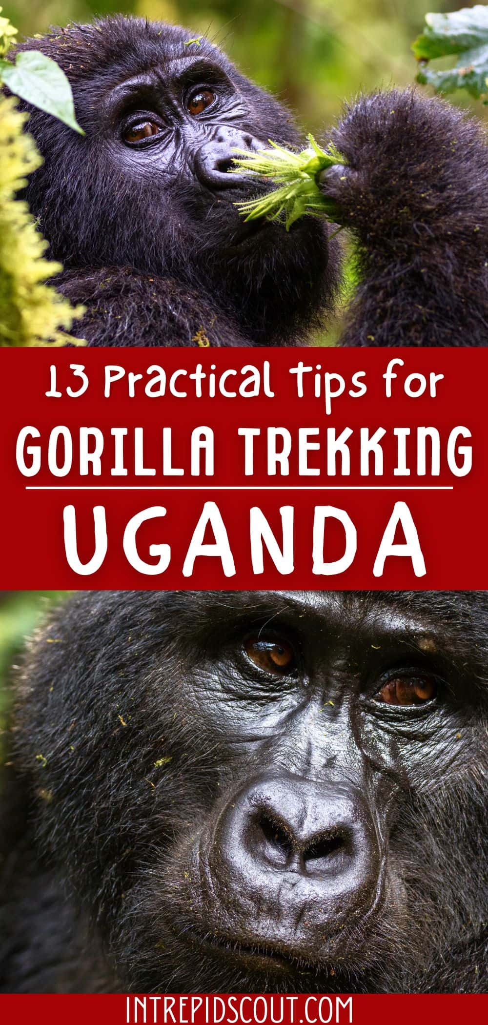 Tips for Gorilla Trekking in Uganda