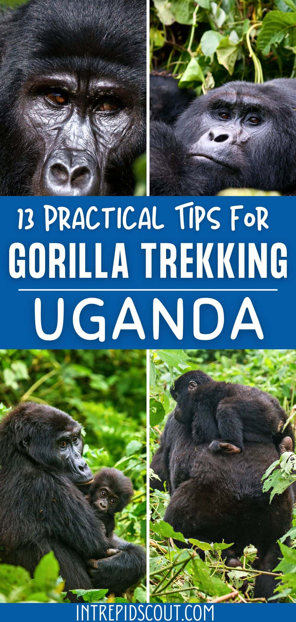 Tips for Gorilla Trekking in Uganda Tips for Gorilla Trekking in Uganda