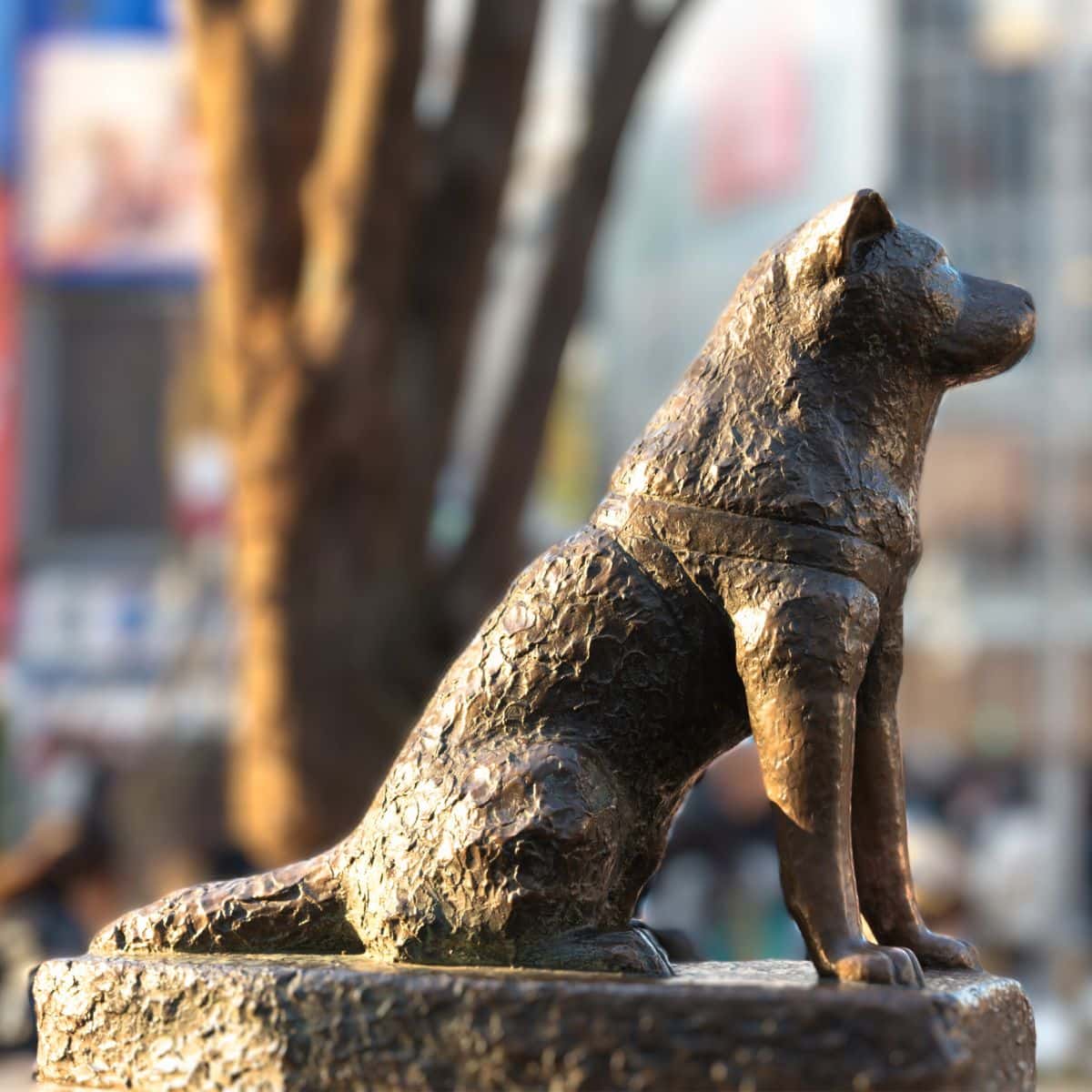 3 Days in Tokyo Itinerary Hachiko