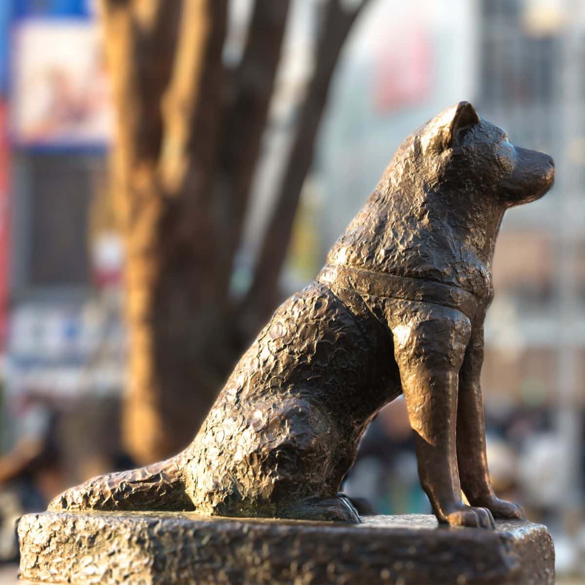 Hachiko