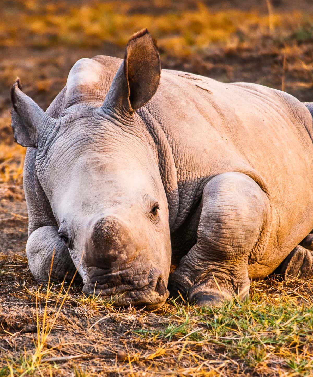 Baby White Rhino in Kenya