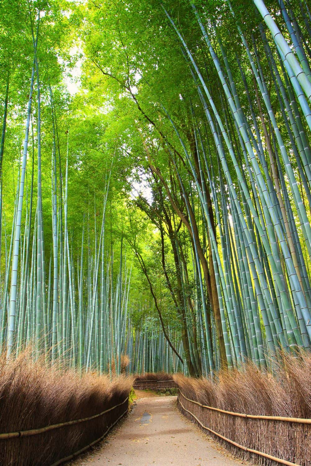 Arashiyama Bamboo Grove