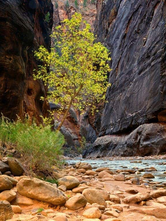 Riverside Walk in Zion