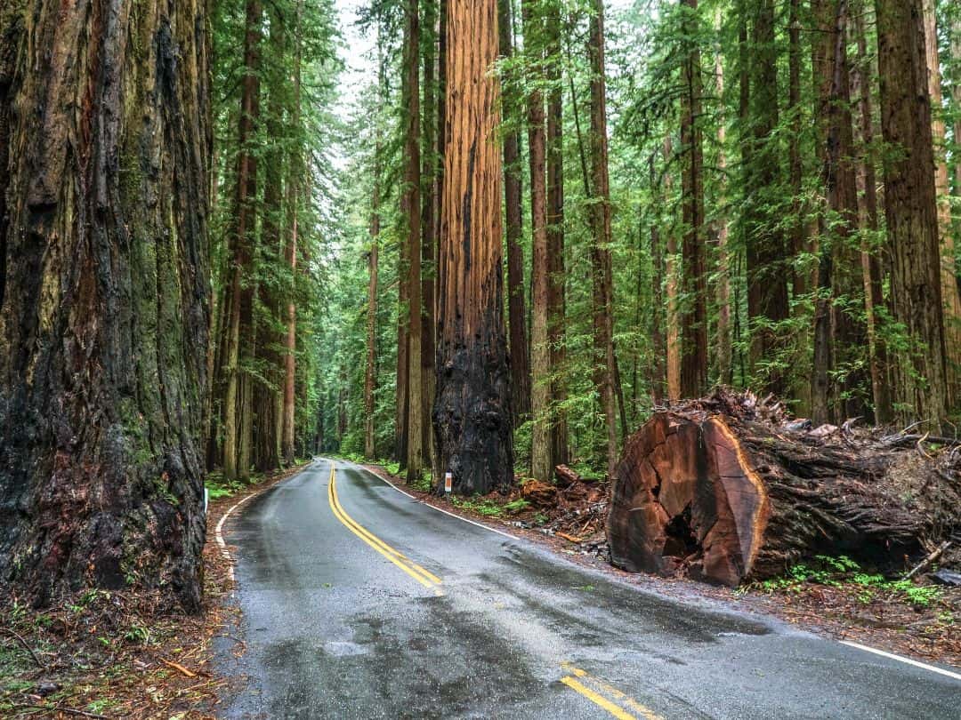 Avenue of the Giants