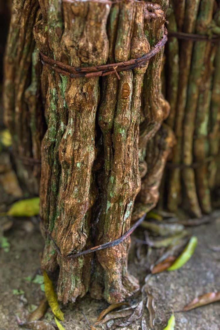 What Is Peru Known For Ayahuasca